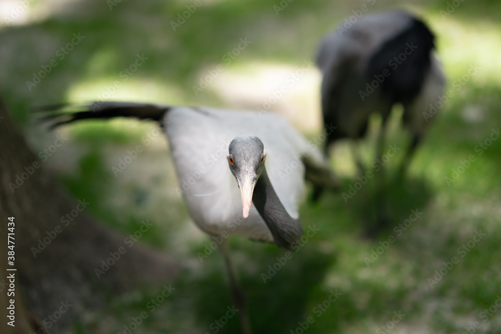 Fototapeta premium Demoiselle crane or Anthropoides virgo, portrait with blur nature background