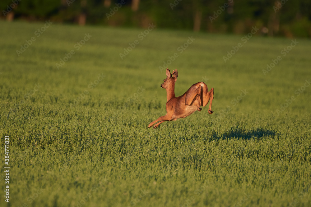 Roe deer in natural environment, danube wetland, Slovakia, Europe