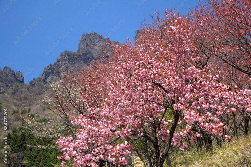 桜と岩峰