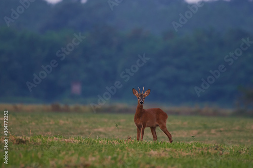 Fototapeta Naklejka Na Ścianę i Meble -  Roe deer in natural environment, danube wetland, Slovakia, Europe