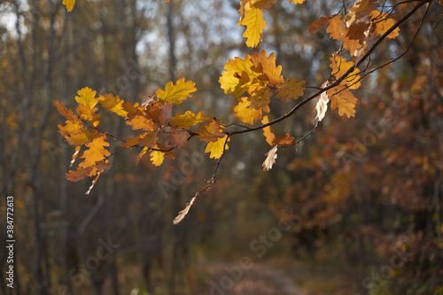 Blurred bokeh of autumn leaves in the forest on a warm Sunny day. Autumn forest, illuminated by the morning sun.The colors of autumn. Autumn.