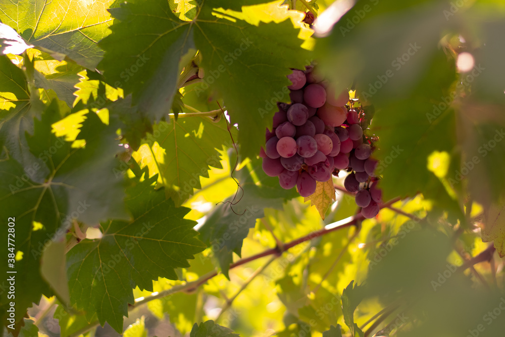 Ripe grapes hung on vineyards of grape trees Ripe grapes hung on vineyards of grape trees