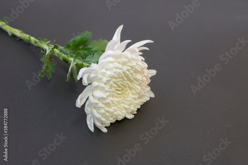 White chrysanthemum on a black background
