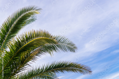 PALM TREE LEAVES WITH BLUE BRIGHT CLEAN SKY