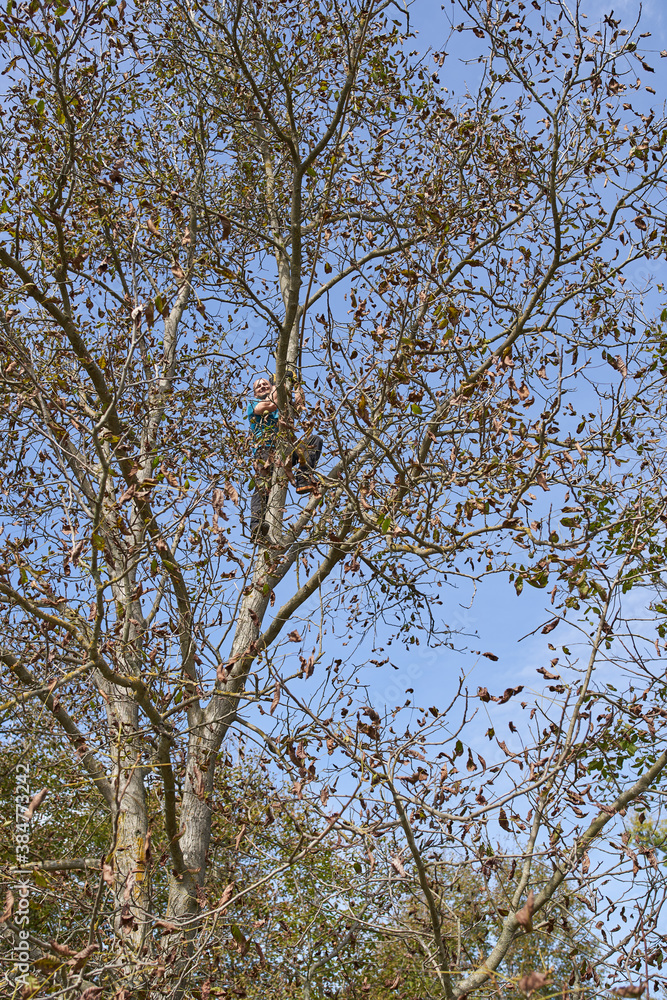 Obraz premium Farmer harvesting walnuts