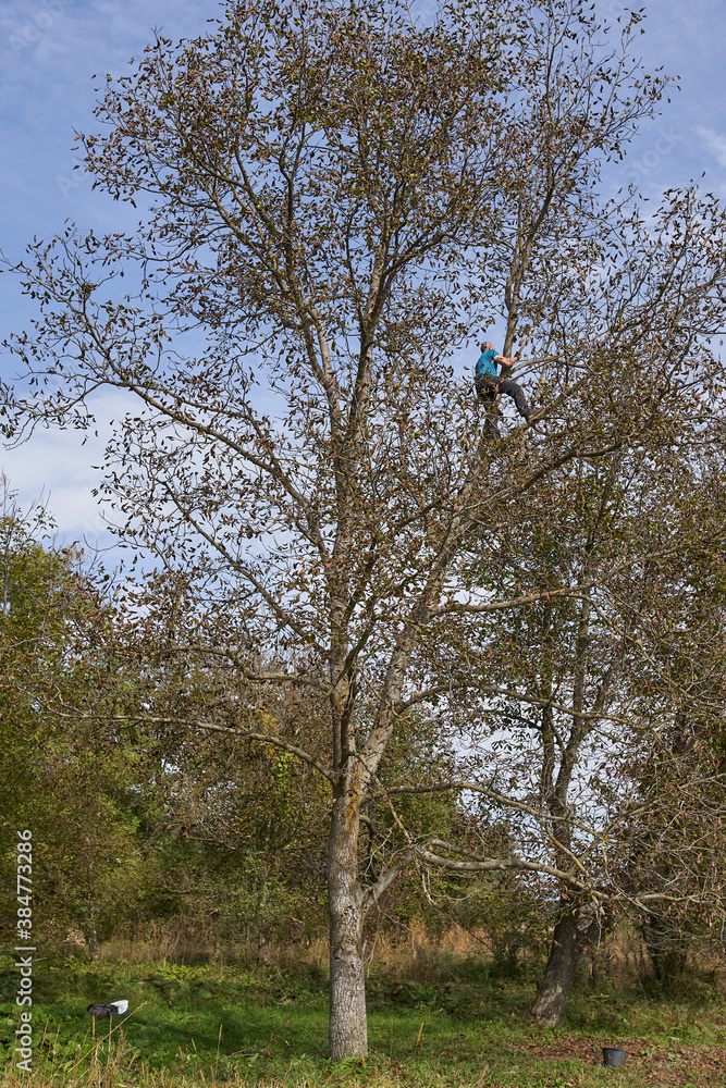 Fototapeta premium Farmer harvesting walnuts