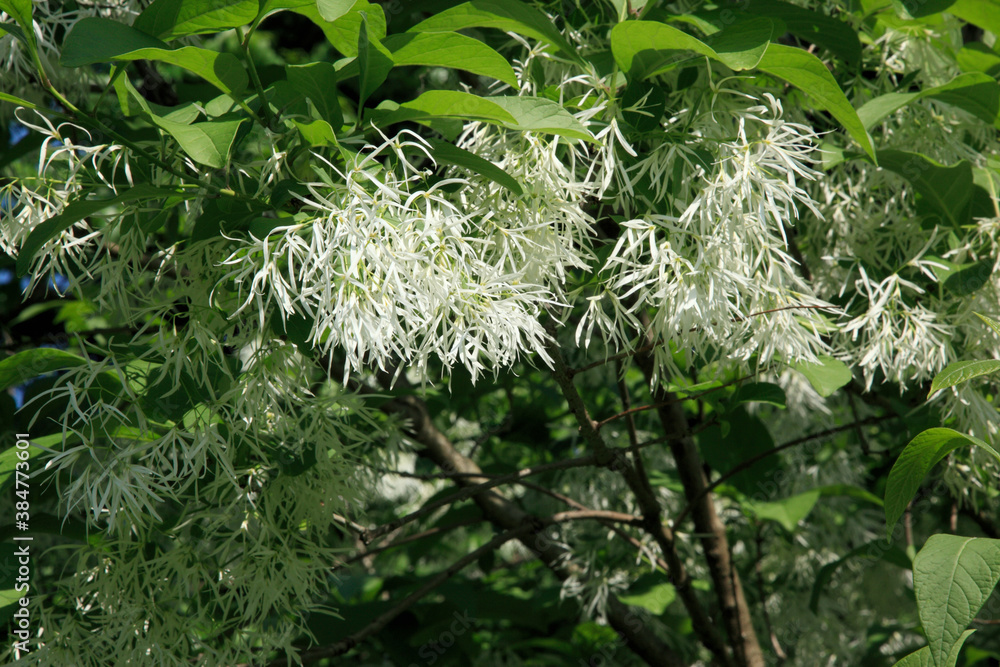 Naklejka premium アメリカヒトツバタゴ