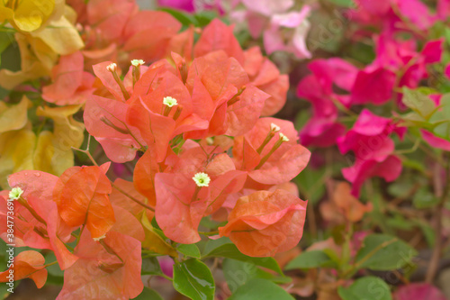 red and yellow flower, Paper flower, Bougainvillea glabra Choisy