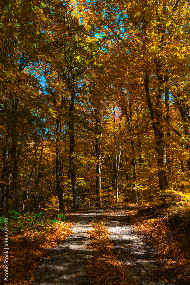 Autumn forest dry yellow leaves Autumn forest dry yellow leaves