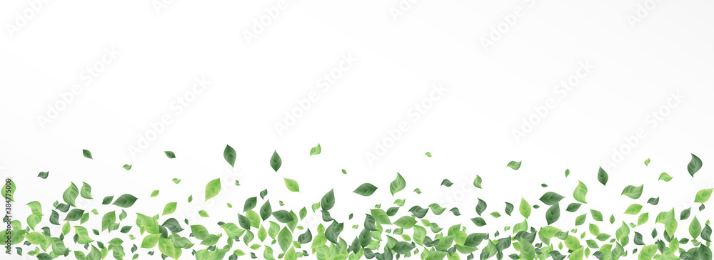 Lime Foliage Wind Panoramic White And Gray Lime Foliage Wind Panoramic White And Gray