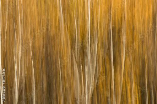 Abstract motion blur yellow background of birch trees in an autumn forest