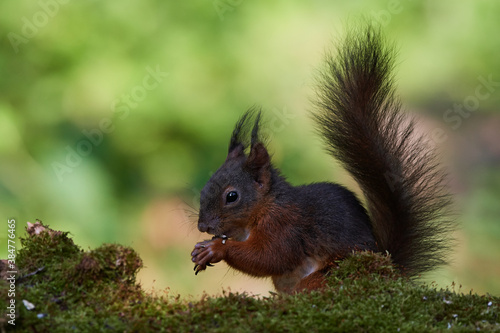 Red squirrel ,,Sciurus vulgaris,, in deep danube forest in summer, Slovakia, Europe