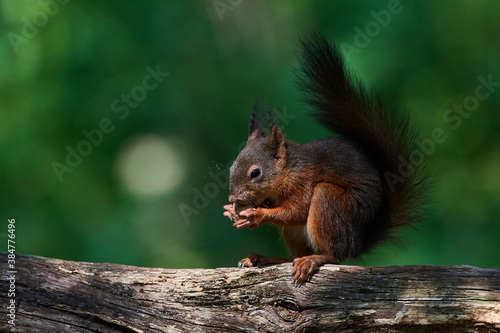 Red squirrel   Sciurus vulgaris   in deep danube forest in summer  Slovakia  Europe