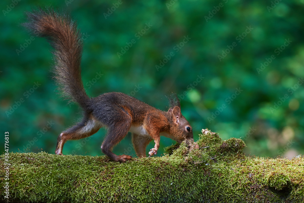 Naklejka premium Red squirrel ,,Sciurus vulgaris,, in deep danube forest in summer, Slovakia, Europe