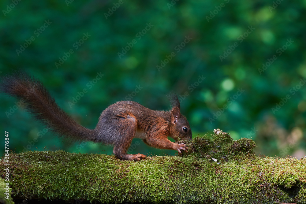 Red squirrel ,,Sciurus vulgaris,, in deep danube forest in summer, Slovakia, Europe Red squirrel ,,Sciurus vulgaris,, in deep danube forest in summer, Slovakia, Europe