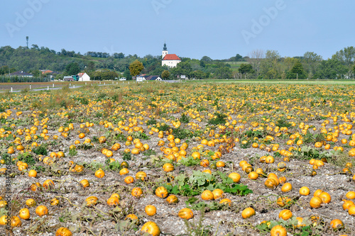 Agriculture, Pumpkin Field