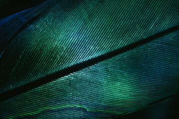Close up Beautiful GREEN Bird feather background pattern texture for design. Macro photography view..