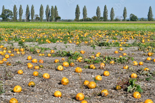 Agriculture, Pumpkin Field photo