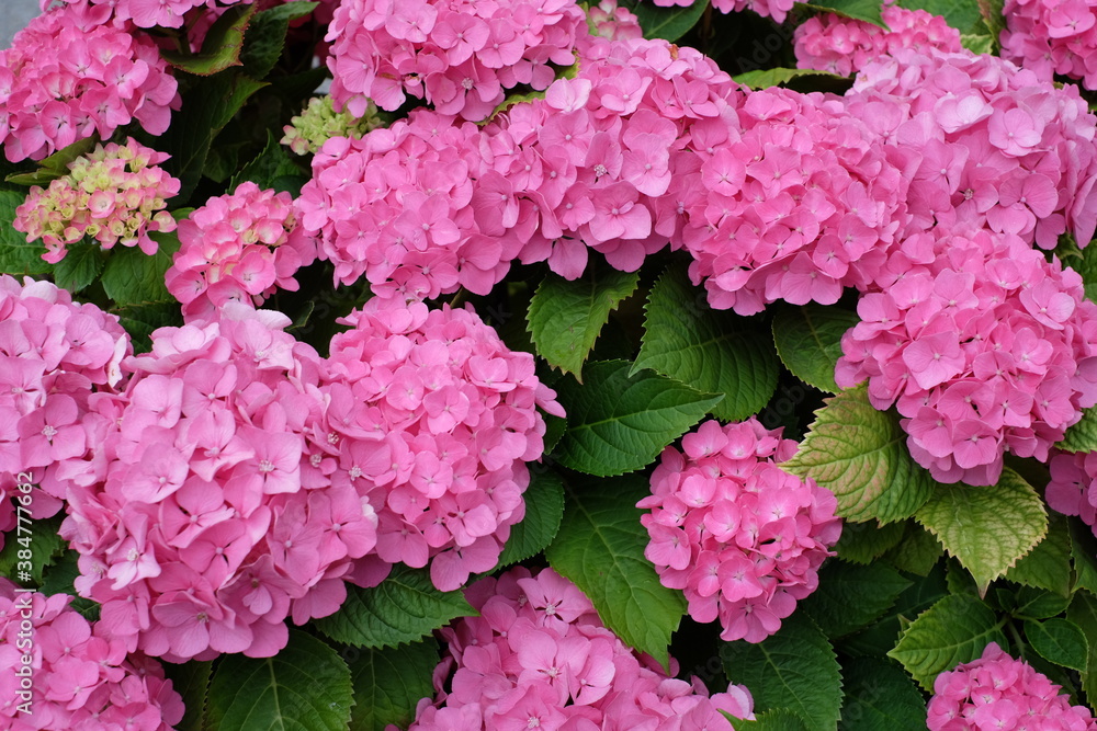 blumen pink blumen pink