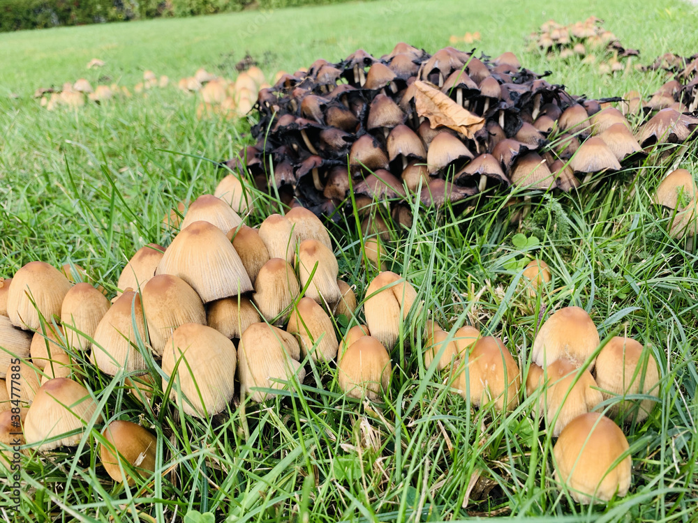 Pilze im Oktober Pilze im Oktober