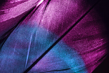 Close up Beautiful colorful Bird feather background pattern texture for design. Macro photography view..