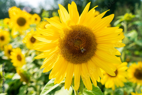 Bee Collecting Pollen on a Sunflower