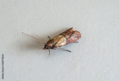 Close-up view on indian-meal moth on white background. photo