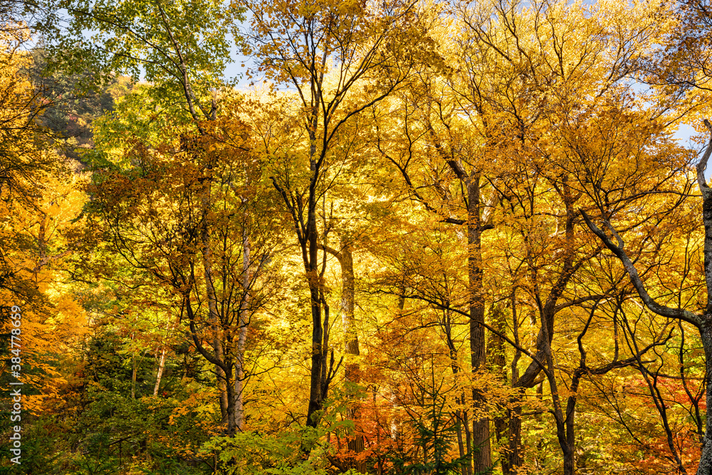 Fototapeta premium 紅葉の森