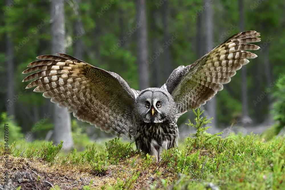 Naklejka premium Great Grey Owl in the forest