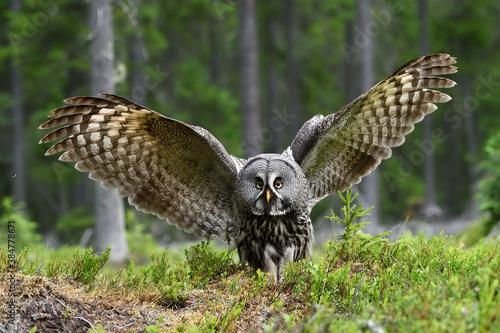 Great Grey Owl in the forest