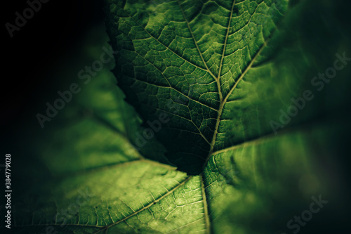 Beautiful green texture background. Cropped shot of green leaf textured. Abstract nature pattrn for design. photo