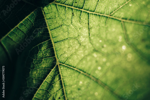 Beautiful green texture background. Cropped shot of green leaf textured. Abstract nature pattrn for design. photo