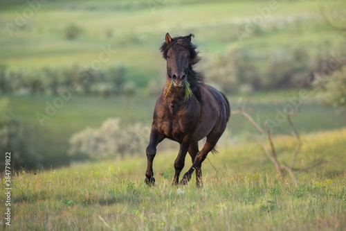 Black horse free run gallop in medow