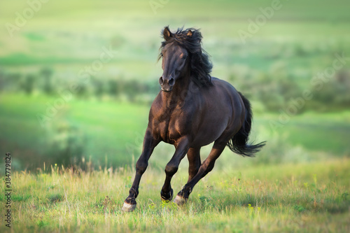 Fototapeta Naklejka Na Ścianę i Meble -  Black horse free run gallop in medow