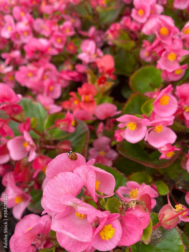 pink flowers pink flowers