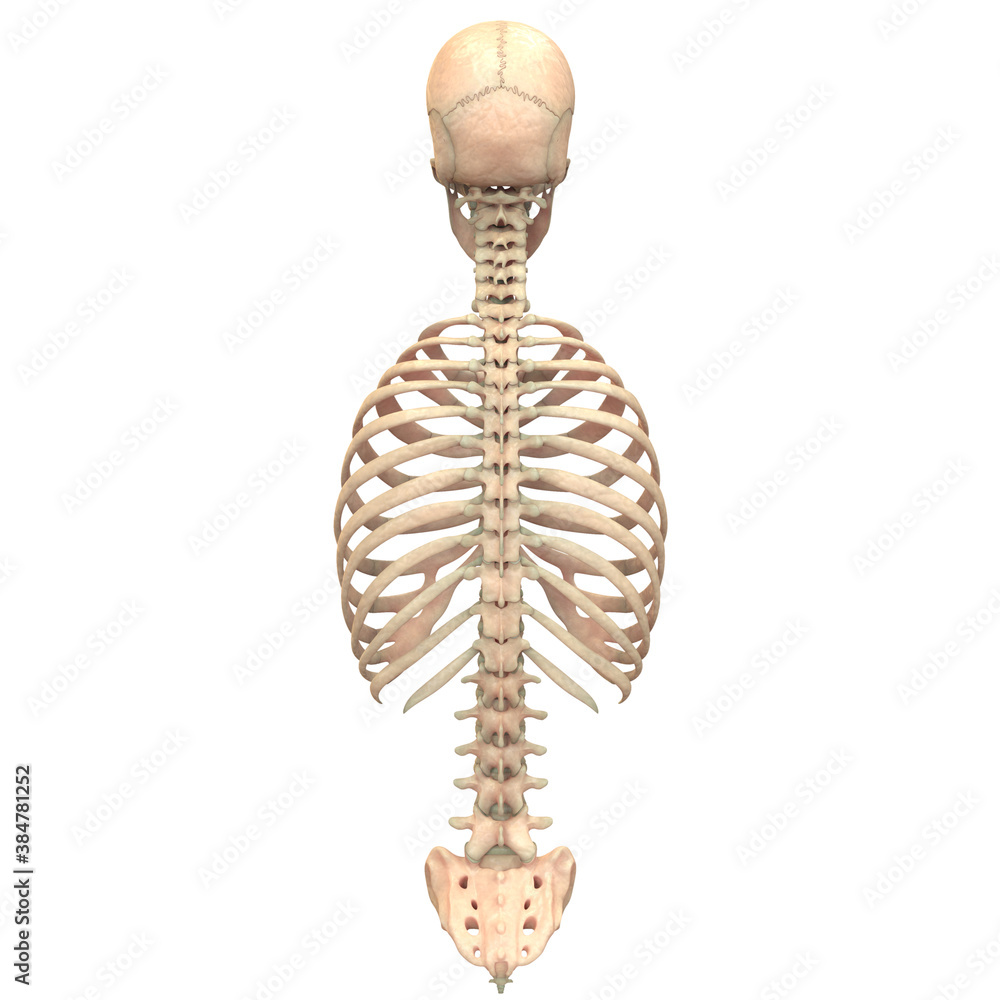 Human Skeleton System Axial Skeleton Anatomy Stock Illustration Adobe Human Skeleton System Axial Skeleton Anatomy Stock Illustration Adobe