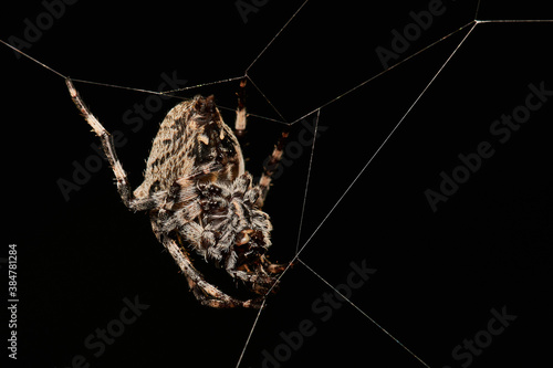 Garden spider in natural environment, Danube forest, Slovakia, Europe © Tom