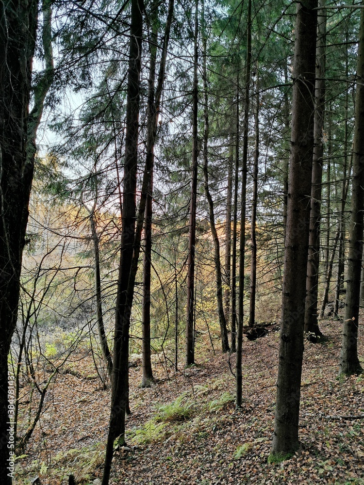 Obraz premium forest in autumn