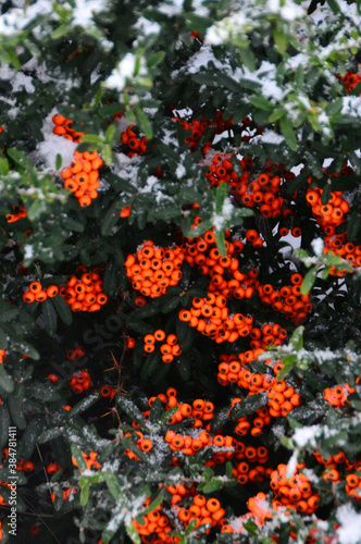 Butcher s broom blooms in the garden