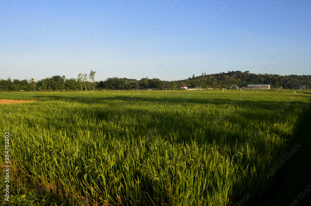 Fototapeta premium rice field in the evening