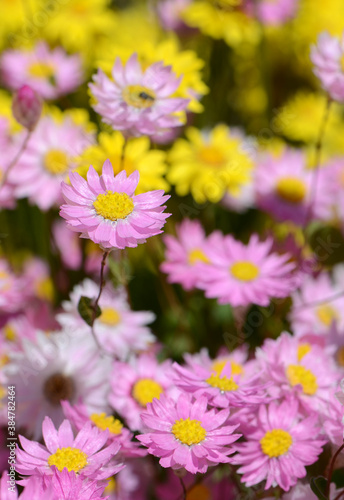 Pink Rhodanthe manglesii everlasting daisies among yellow Showy Everlastings  Schoenia filifolia  family Asteraceae. Also known as Paper daisies and strawflowers. Endemic to Western Australia