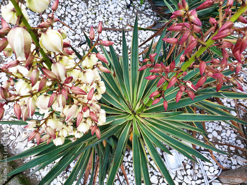 A bush of white and pink Yucca gloriosa flowers against a background of white stones. The view from the top. A bush of white and pink Yucca gloriosa flowers against a background of white stones. The view from the top.