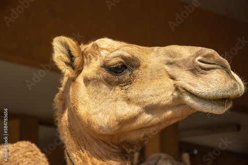 Portrait of the dromedary, also called the Somali camel or Arabian camel taken in the United Arab Emirates