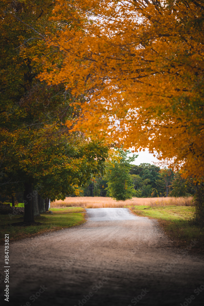 Obraz premium autumn in the forest