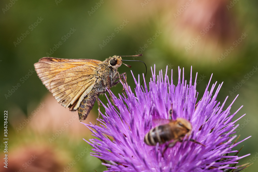 Large skipper ,,ochlodes sylvanus,, sitting on wild thistle, Danube wetland, Slovakia, Europe Large skipper ,,ochlodes sylvanus,, sitting on wild thistle, Danube wetland, Slovakia, Europe