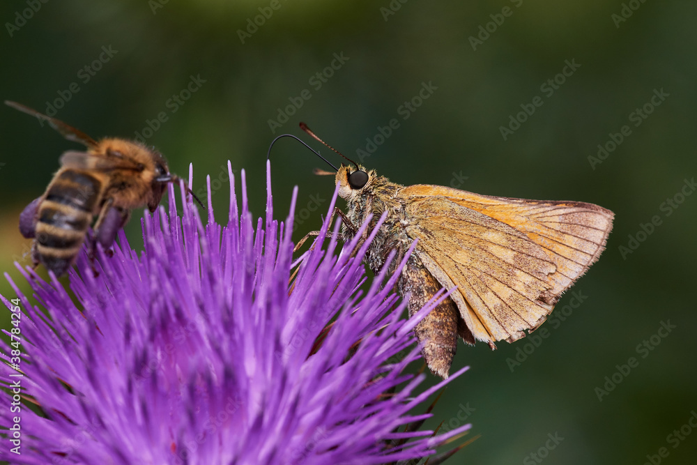 Large skipper ,,ochlodes sylvanus,, sitting on wild thistle, Danube wetland, Slovakia, Europe