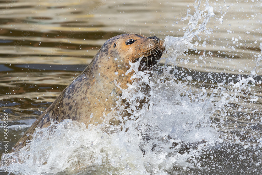 Fototapeta premium Seehund / Robbe spritzt kräftig mit dem Wasser