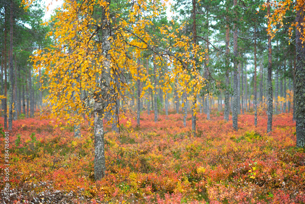 Autumn landscape with birch tree with yellow leaves