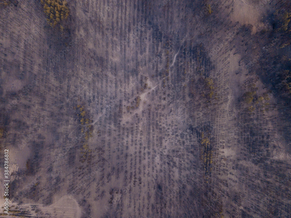 Obraz premium Drone view of burnt forest after the fire