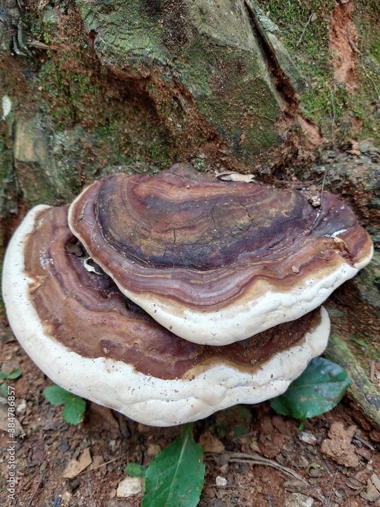 Fototapeta premium mushrooms on a tree